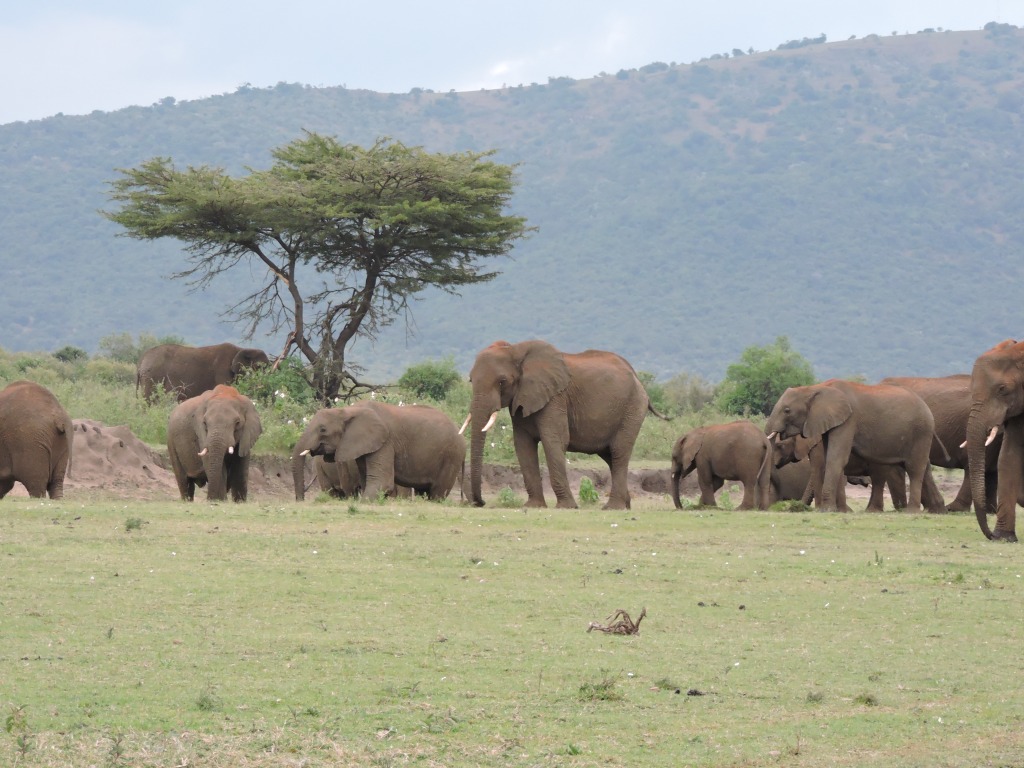 Kenia rondreis Masai Mara