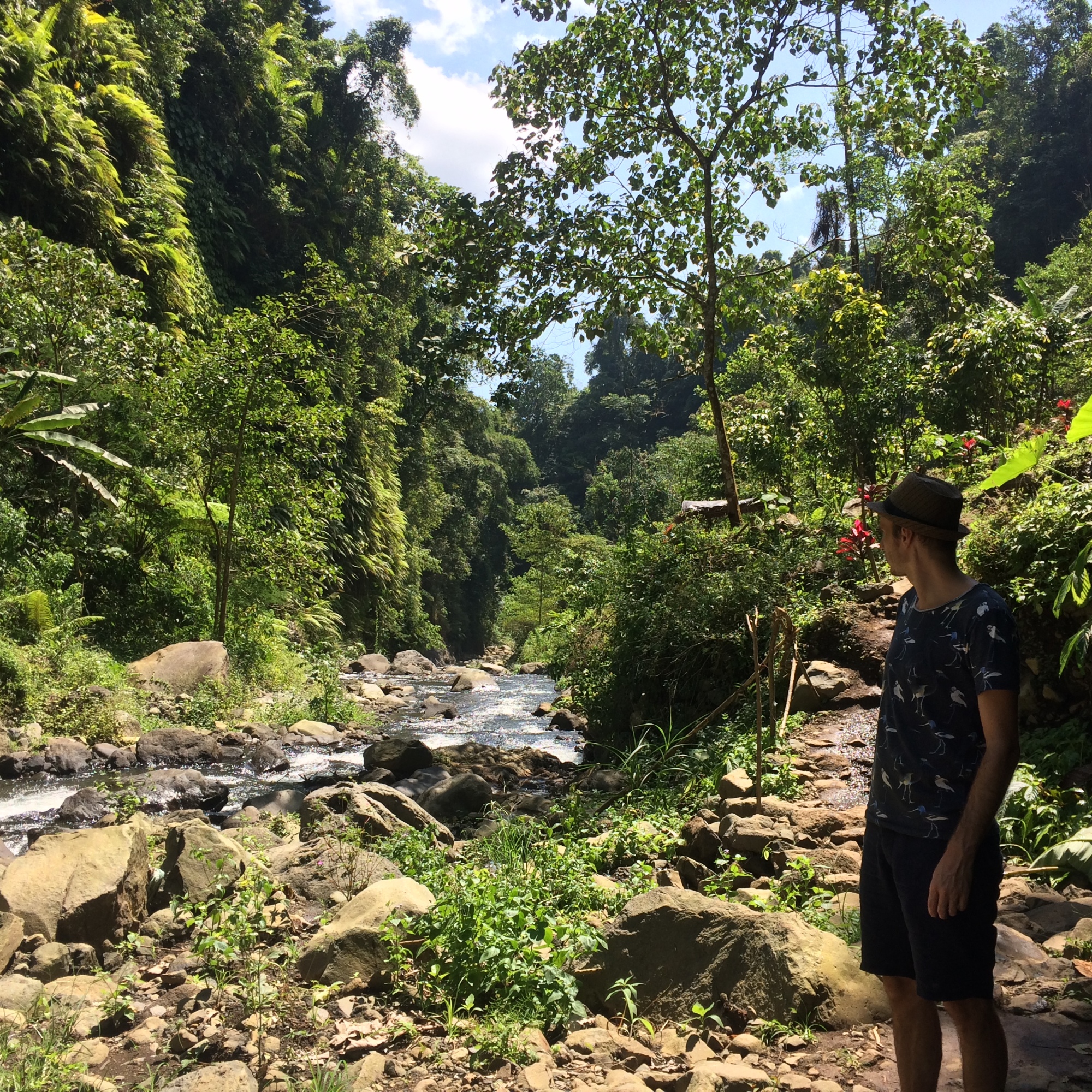 Jungle in Bali