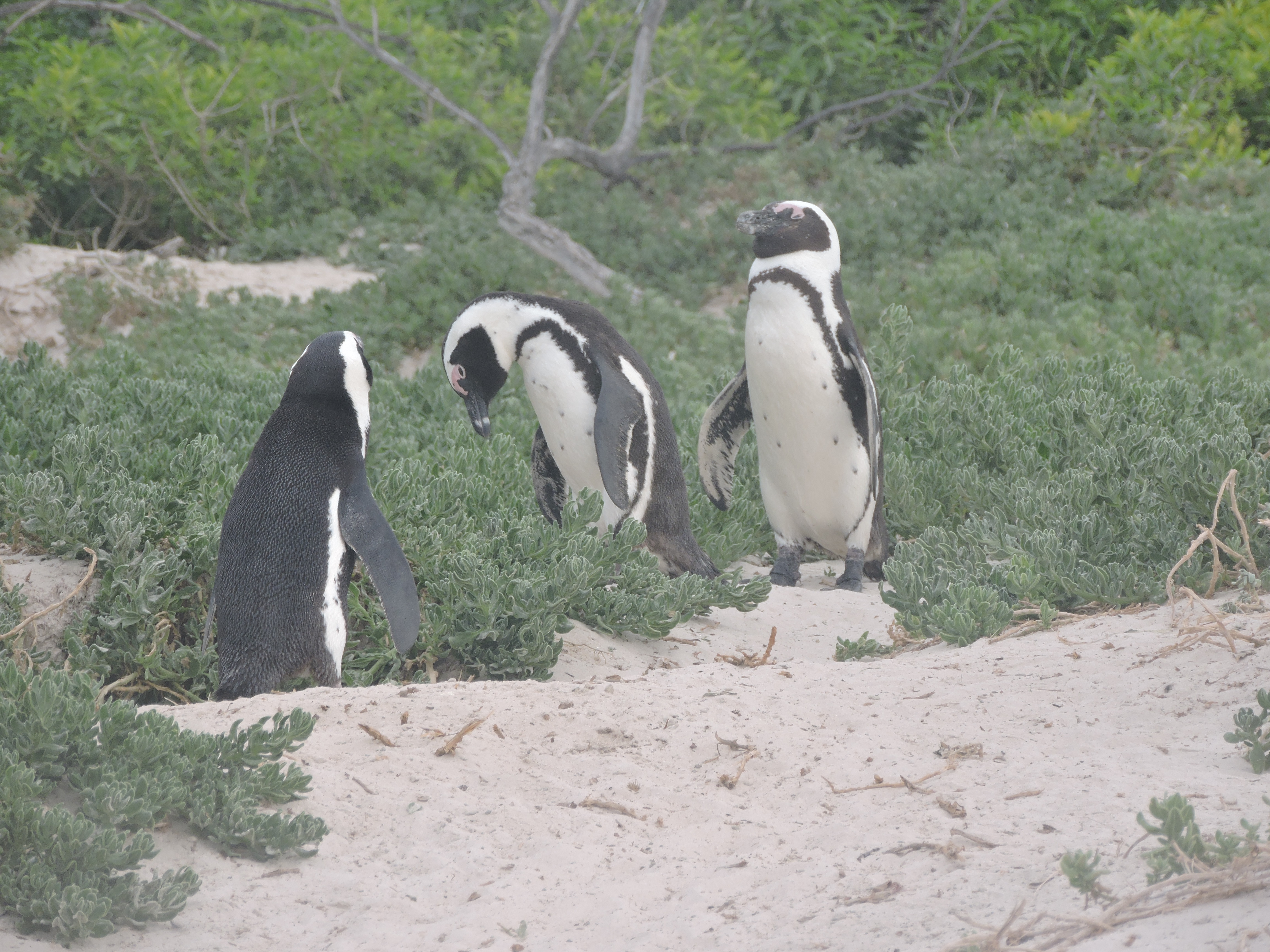 Pinguins op Bolders Beach in Zuid-Afrika